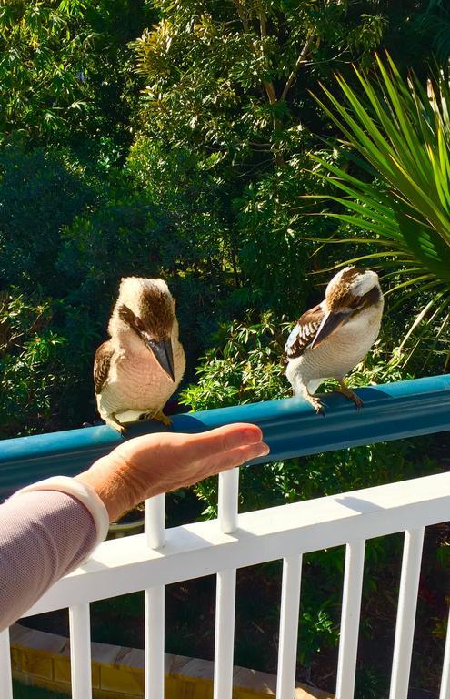 Balmoral Queenslander Brisbane Kültér fotó